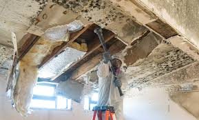 Environmental Consulting for Mold Prevention in Sheffield Lake, OH